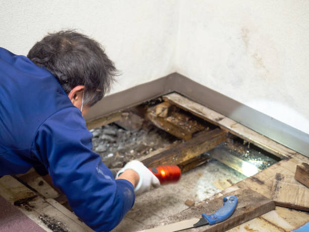 Best Mold Testing  in South Houston, TX
