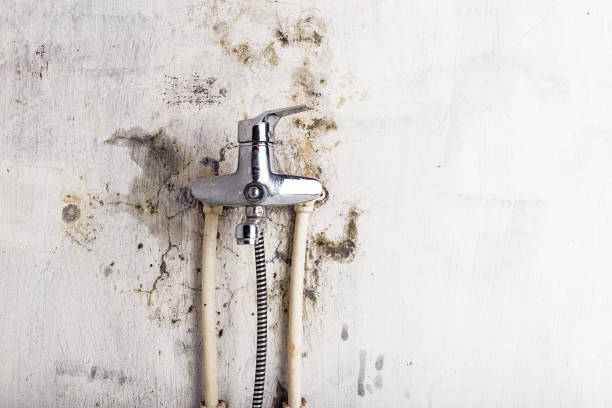 Best Fast Mold Removal  in South Houston, TX