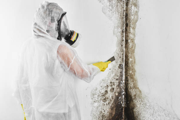 Best Local Mold Removal Service  in South Houston, TX