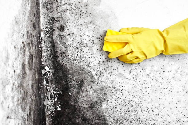 Best Mold Damage Repair  in South Houston, TX