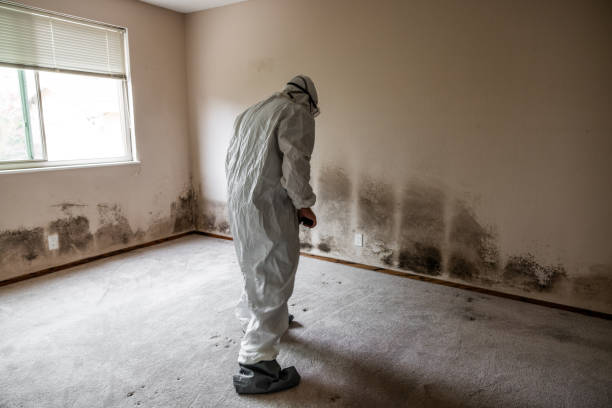 Best Residential Mold Removal  in South Houston, TX