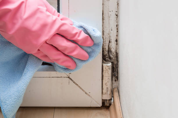 Reliable South Houston, TX Mold Removal Solutions